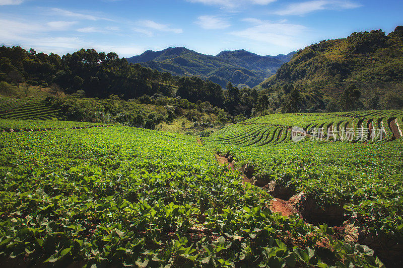 日出在草莓田梯田在doi angkang，清迈，泰国。